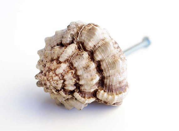 seashell door knobs photo - 18